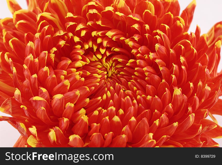 Marigolds of different colors over white background. Marigolds of different colors over white background