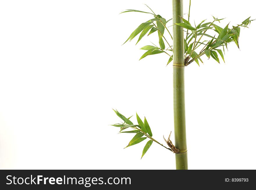 Branch of a bamboo. Isolation on white