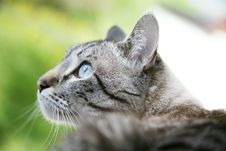Siamese Cat Stock Image