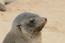 Seal Stock Photos