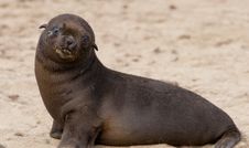 Seal Royalty Free Stock Image