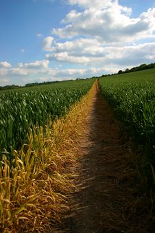 Straight Path Through Crop Field Royalty Free Stock Photography