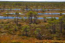 Latvian Swamp (4) Royalty Free Stock Image