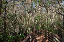 Swamp Sanctuary Stock Photo