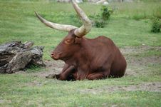 Ankole Cattle Stock Image