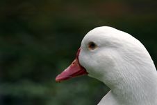 Duck Stock Image
