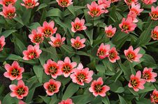 Pink Tulips In Keukenhoff, Netherlands Royalty Free Stock Image