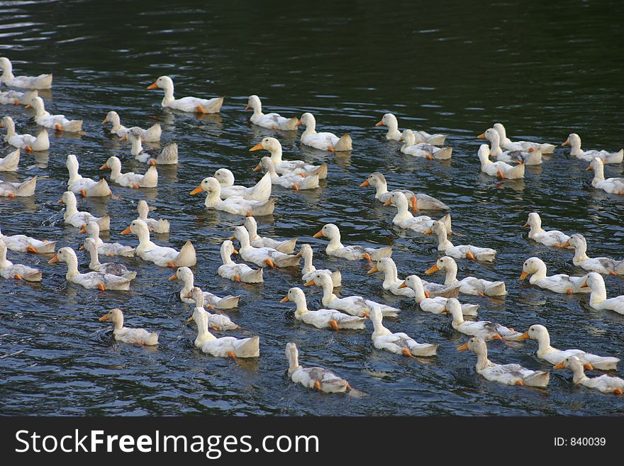 Ducks swimming. Ducks swimming