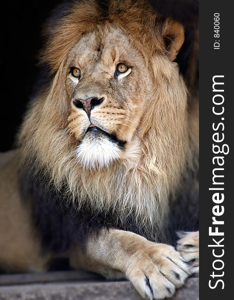 Male lion in a relaxing pose