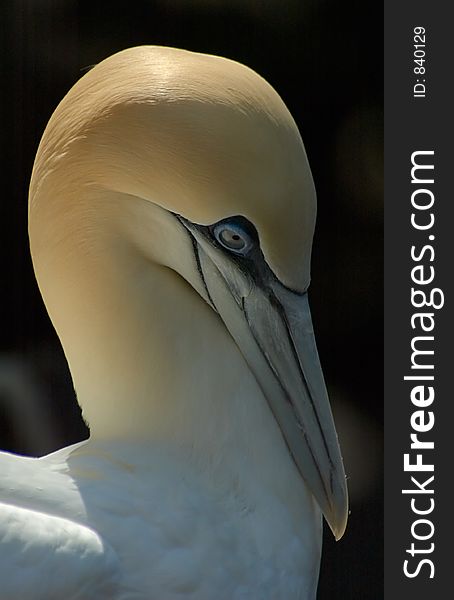 Portrait of a Northern Gannet. Portrait of a Northern Gannet