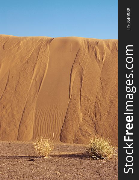 Dune gaining on vegetation in Sahara, Morocco. Dune gaining on vegetation in Sahara, Morocco