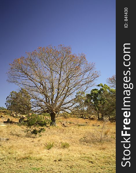 Tree on a hill during winter. Tree on a hill during winter.