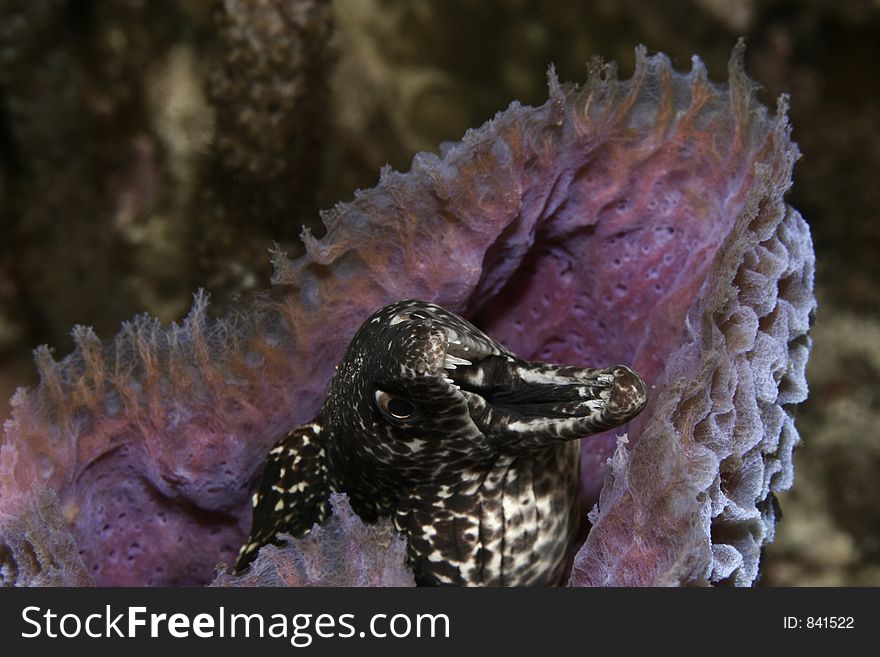 Spotted moray in a blue vase sponge at night. Spotted moray in a blue vase sponge at night