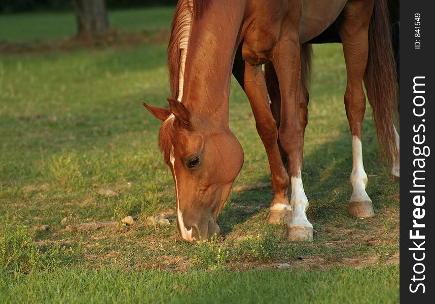 Arabian grazing out in field. Arabian grazing out in field