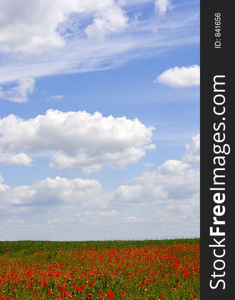 Poppy And Cloudy Sky