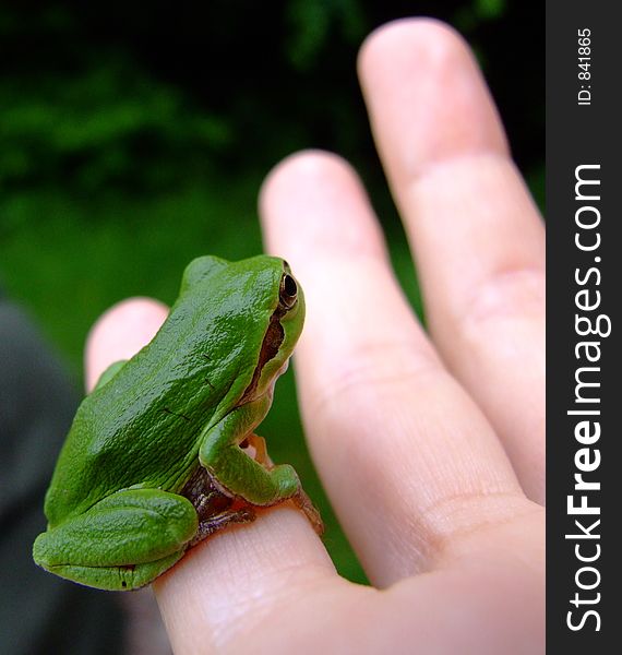Green frog stazing on thumb