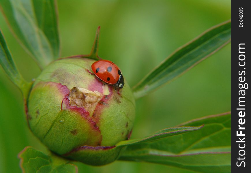 Ladybug on peony bud