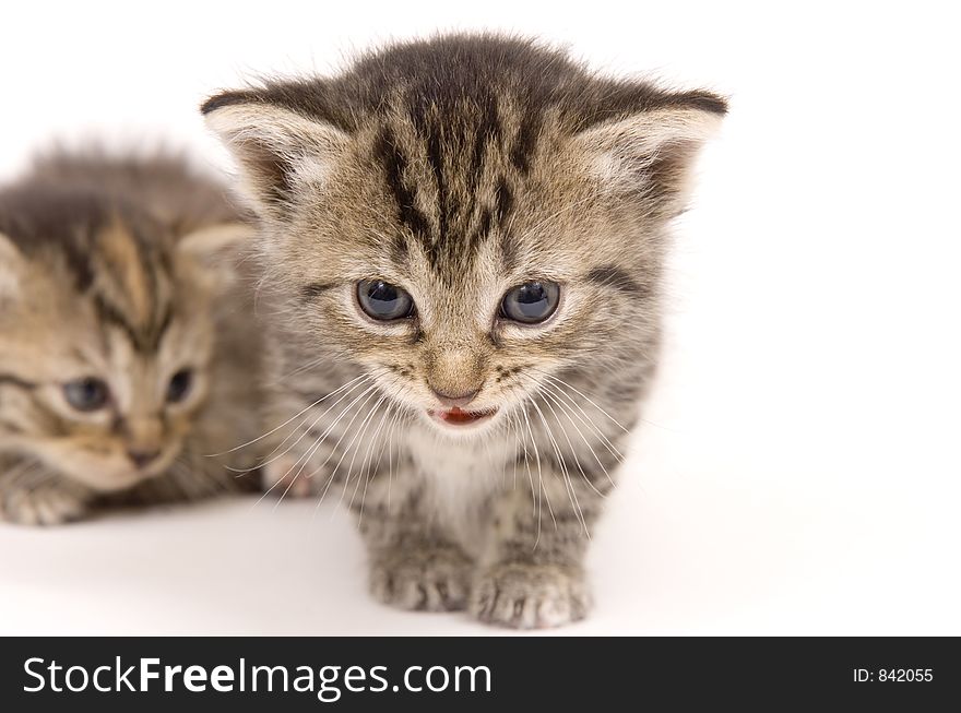 A small kitten talks a walk across a white background while another rests. These kittens are being raised on a farm in central Illinois. A small kitten talks a walk across a white background while another rests. These kittens are being raised on a farm in central Illinois