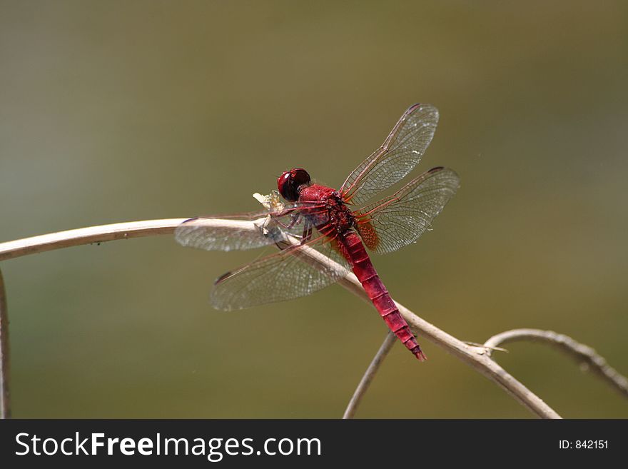 Red dragonfly