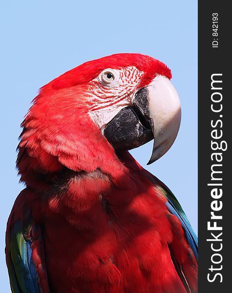 Close up detail of a scarlet red macaw. Close up detail of a scarlet red macaw.