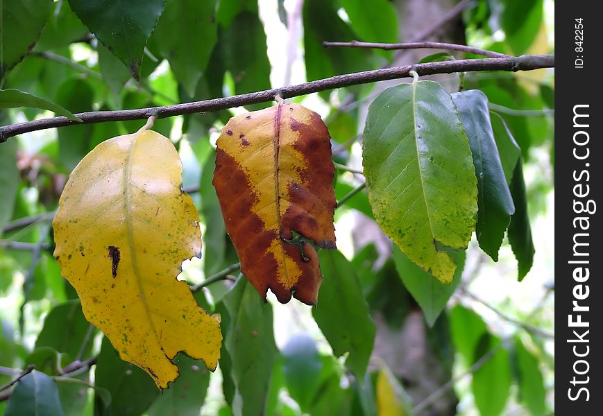 Leaf, leaves, color, pattern, background, vintage, autumn. Leaf, leaves, color, pattern, background, vintage, autumn