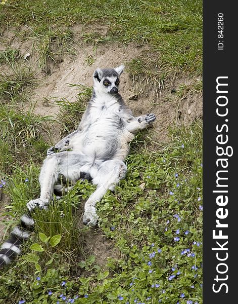Ring Tailed Lemur sunning himself.