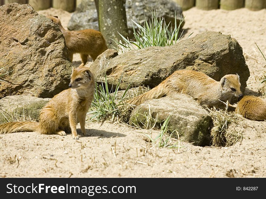 Yellow Mongoose Family