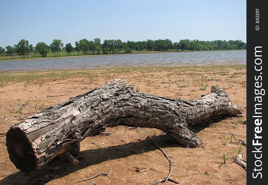 Washed up tree limb at a lake. Washed up tree limb at a lake