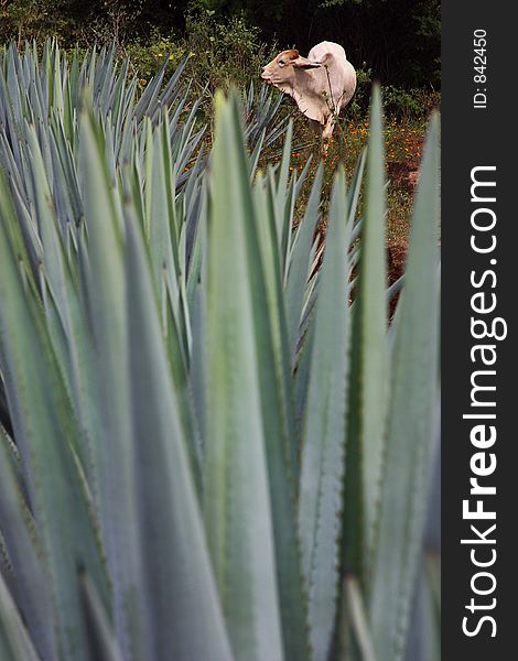 Agave plant and cow in Tequila, Jalisco, Mexico. Agave plant and cow in Tequila, Jalisco, Mexico