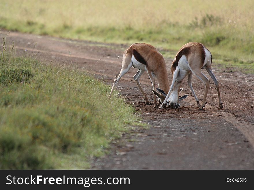 Two Springbok Fighting