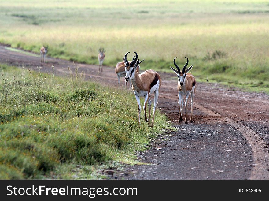 Herd of Springbok on a park road