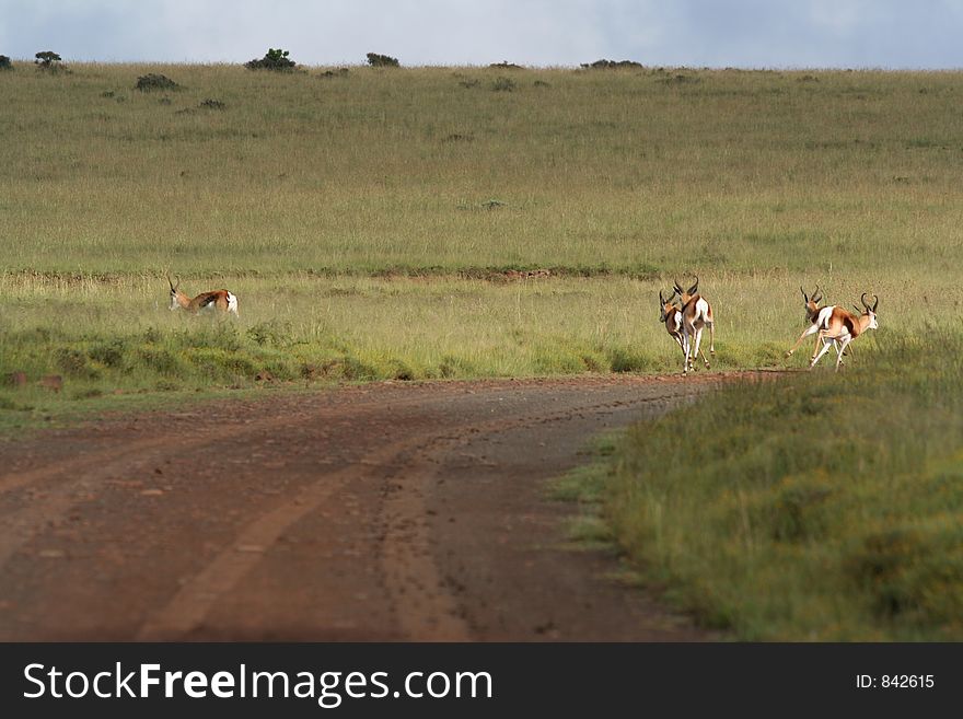 Springbok Fleeing. Springbok Fleeing