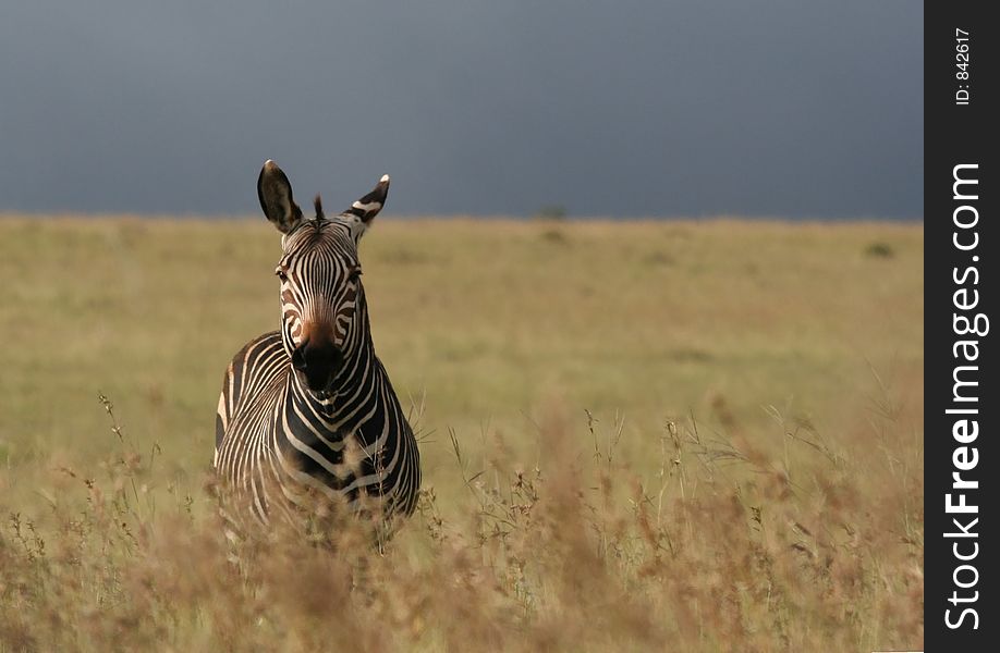 Cape Mountain Zebra