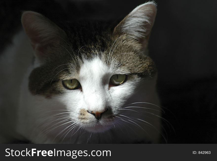 A woebegone cat sitting in a patch of light. The cat's face is illuminated. A woebegone cat sitting in a patch of light. The cat's face is illuminated.