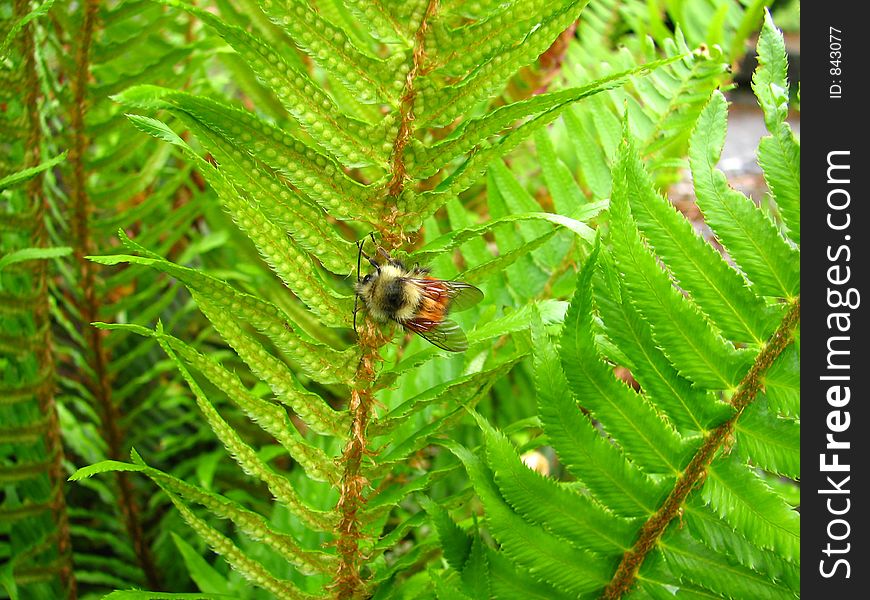 Honeybee resting on a green fern leaf stem. Honeybee resting on a green fern leaf stem