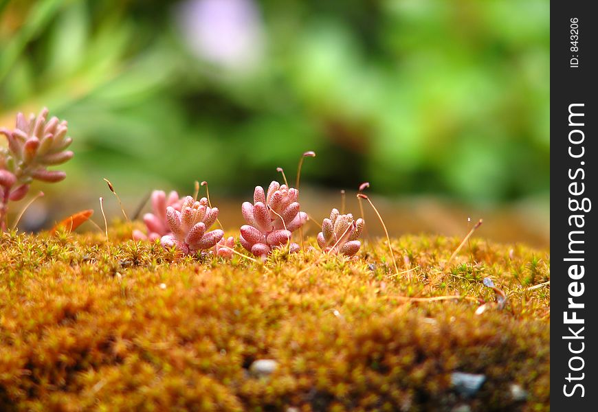 Small patch of cacti growth in moist climate. Small patch of cacti growth in moist climate