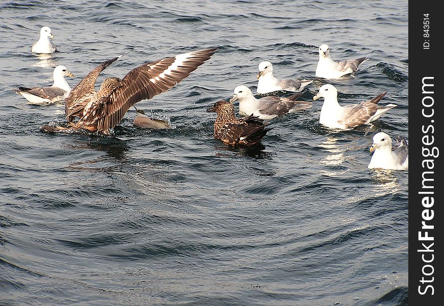 Great Skuas and Fulmars feeding on the guts of fish thrown off the boat whilst being filleted.