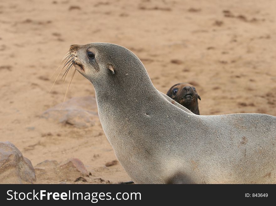 Adult and young seals. Skeleton coast, Namibia. Adult and young seals. Skeleton coast, Namibia.