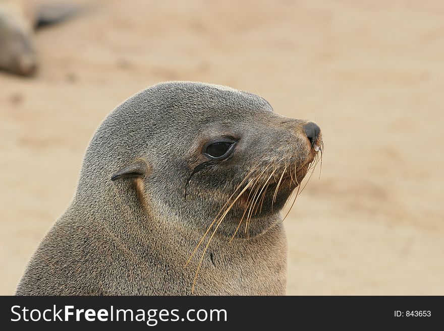 Young seal. Skeleton coast, Namibia.