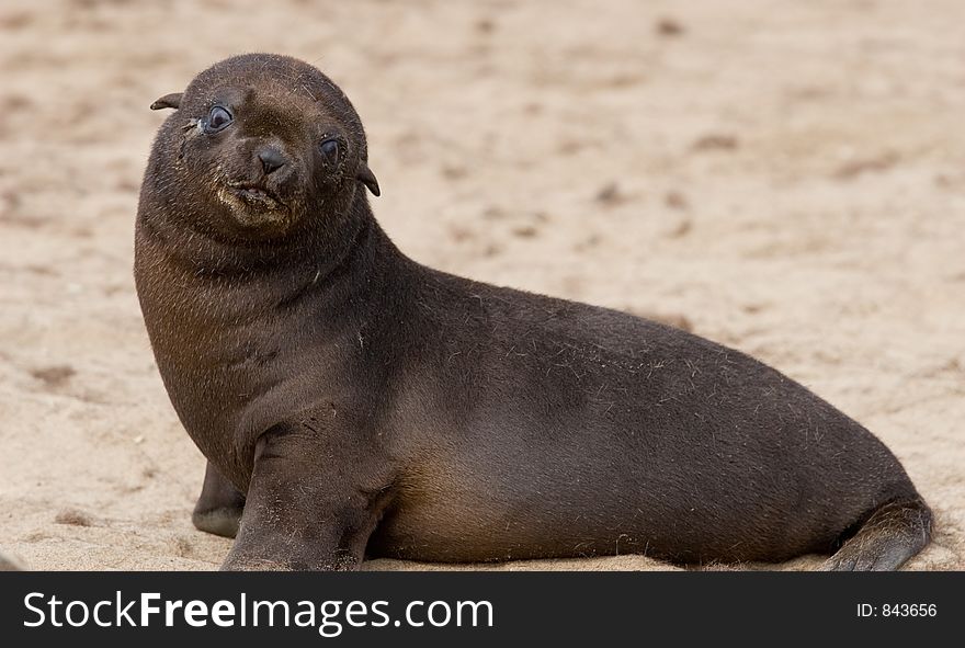 Baby seal. Skeleton coast, Namibia.