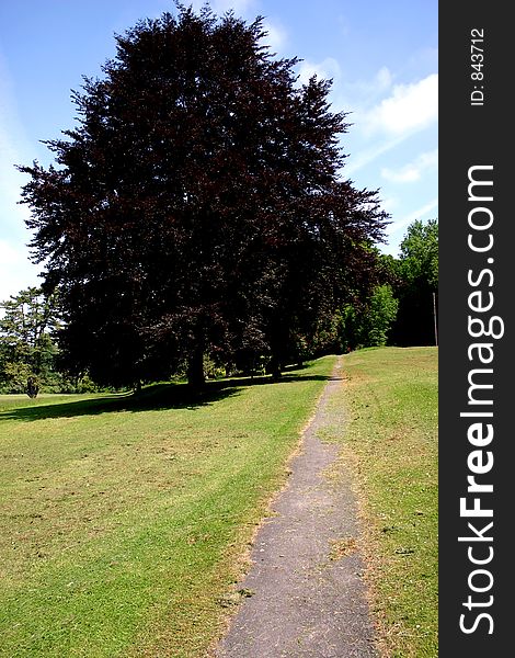 A single copper beech tree beside a path