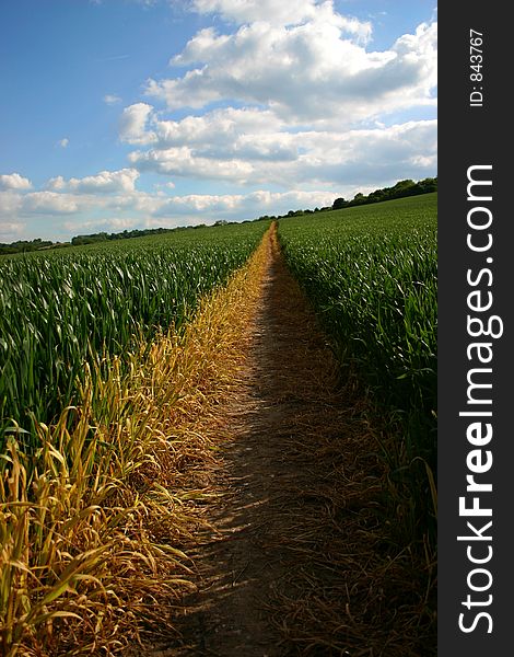 Straight Path Through Crop Field