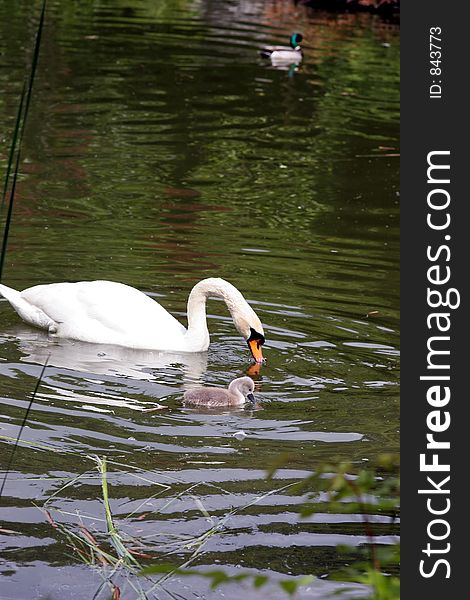 White swan with chicken swimming in the pond