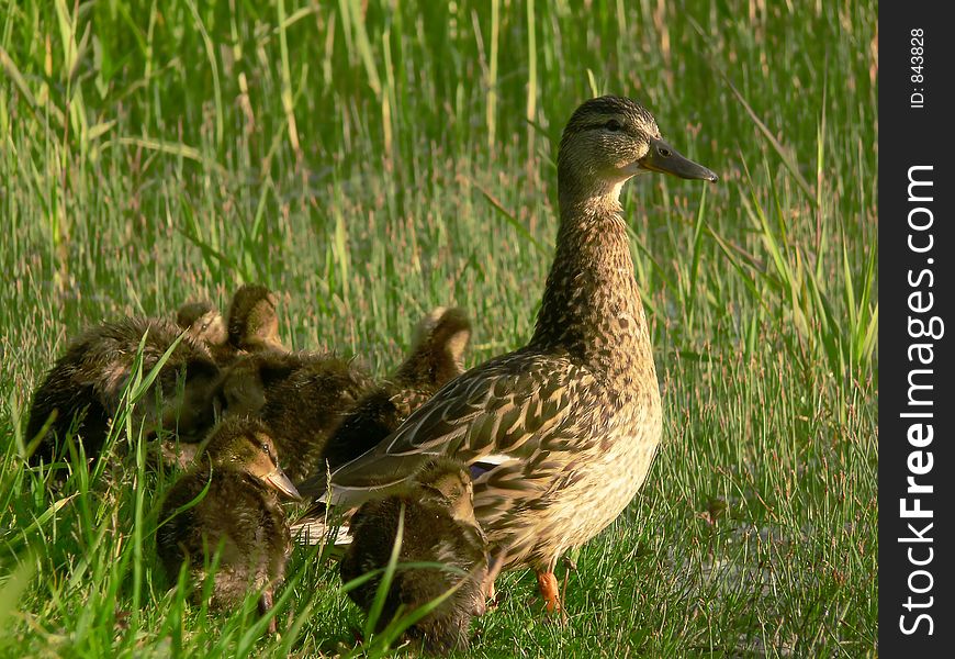 Ducks in the grass. Ducks in the grass