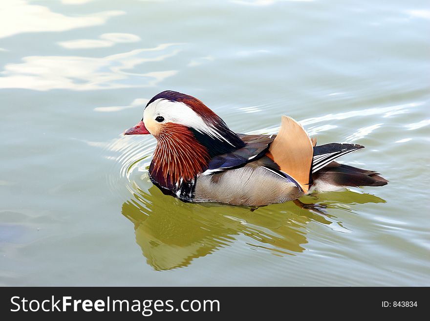 Colorful bird swimming