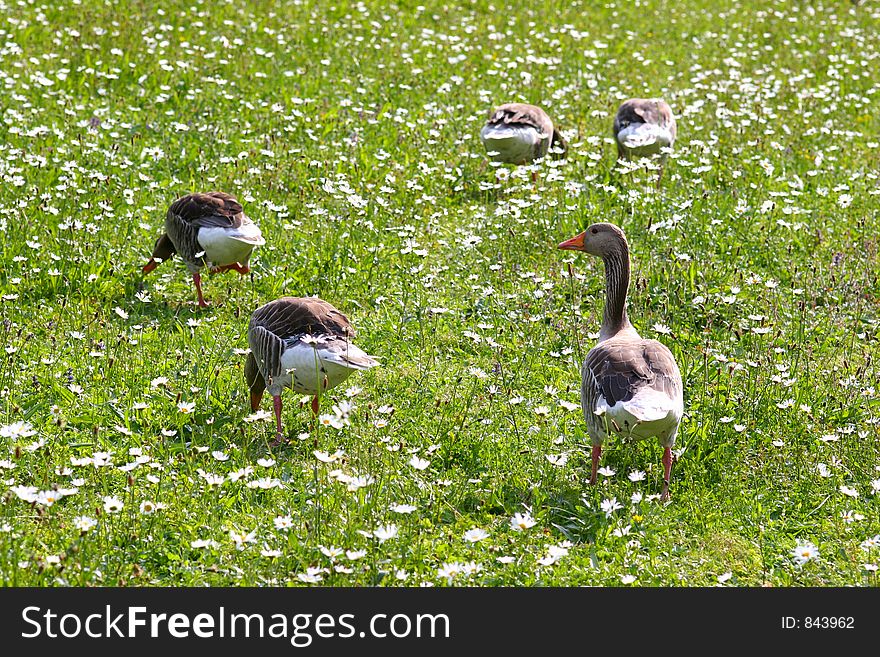 Geese on the green spring meadow. Geese on the green spring meadow