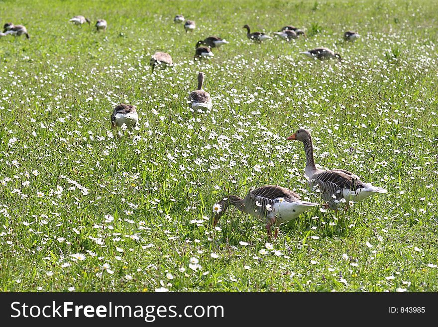 Green meadow with geese