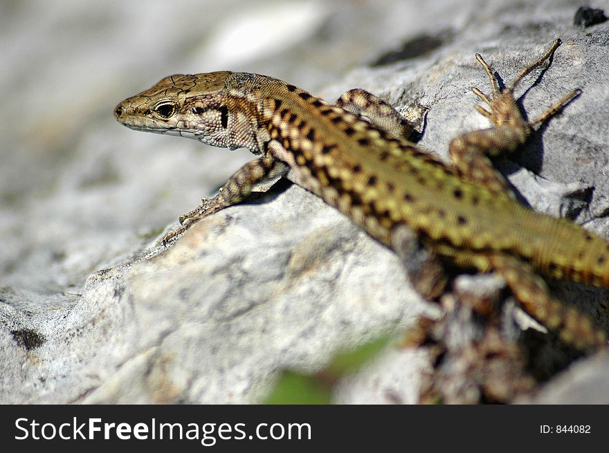 Gecko on top of a rock