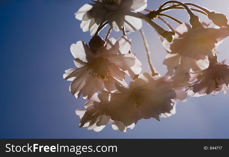 Cherry blossoms, slightly hazed in sunshine flare, backlit. Cherry blossoms, slightly hazed in sunshine flare, backlit