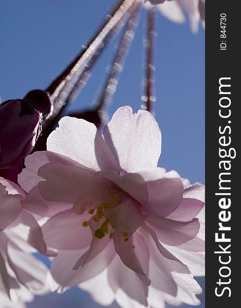 Cherry Blossom Macro